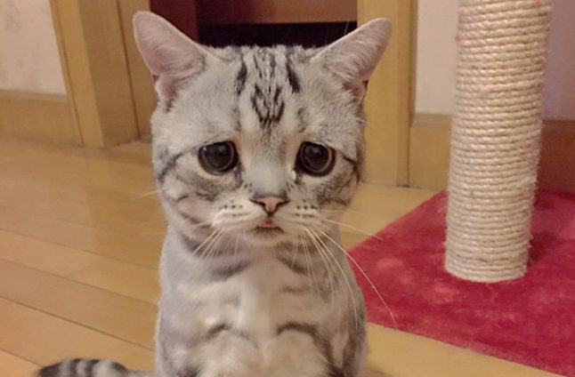isnt-saddest-cat-youve-ever-seen-646x424