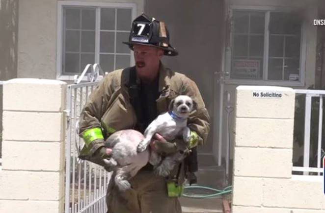 Heroic Firefighter Rushes into a Burning House to Rescue Two Dogs Trapped Inside