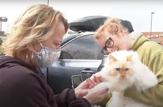 A Cat from Kentucky Went Missing for 5 Years Found Alive in Texas