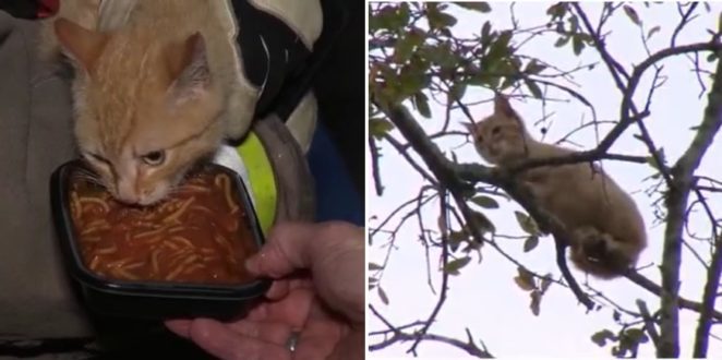 A Cat Was Rescued By Firefighters After He Was Stuck in a Tree for More Than 7 Days