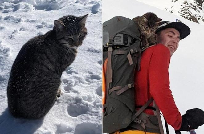 Cat Lost on Swiss Mountain For 4 Days Follows Hikers to 10,000-Foot-Tall Summit and Gets Reunited with Her Family