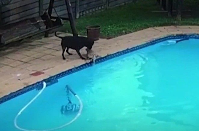 Dog Saves Her Brother Canine from Drowning in Owner’s Swimming Pool