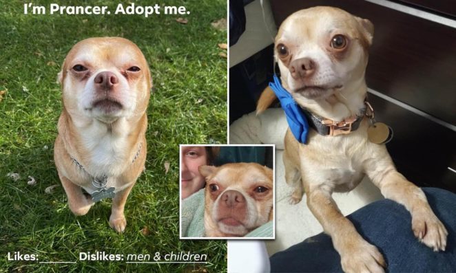 “Demonic” Chihuahua who has been branded a man-hating” and ‘child-hating” manages to find a forever home ﻿