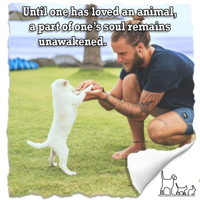 Quotes of Animal