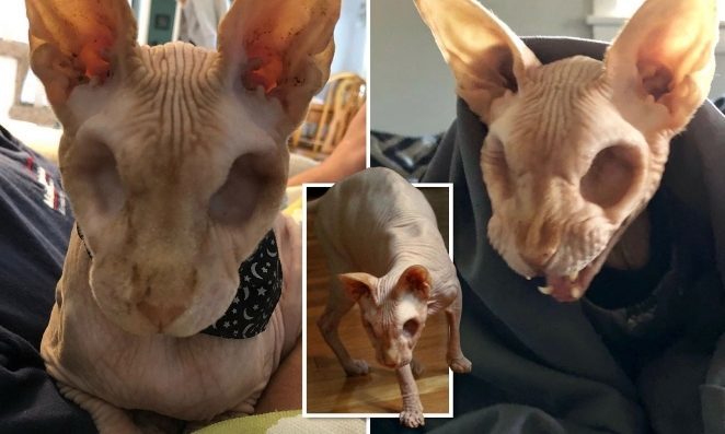 Meet Jasper, The Hairless Cat With No Eyes