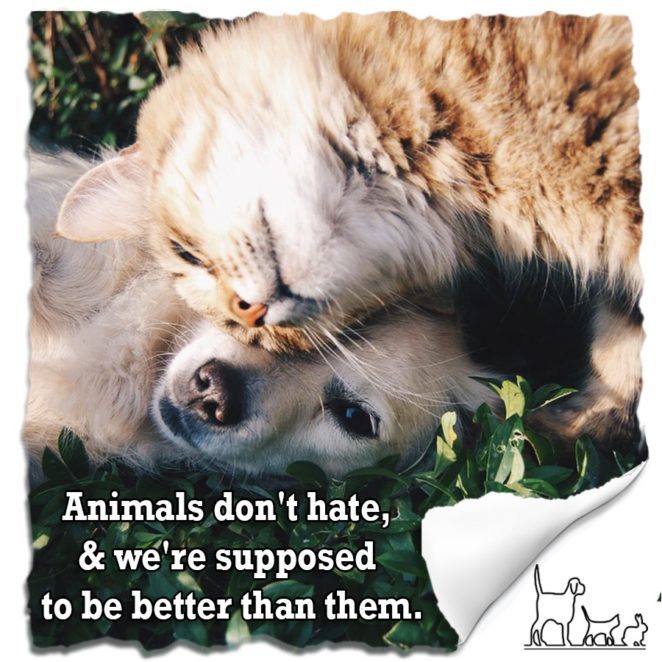 Quotes of Animals